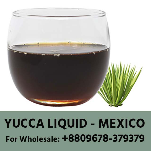 YUCCA -MEXICO-ইউকা